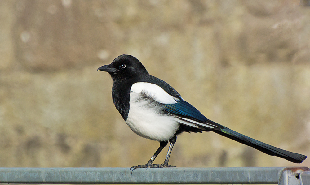 DSC_0991.jpg