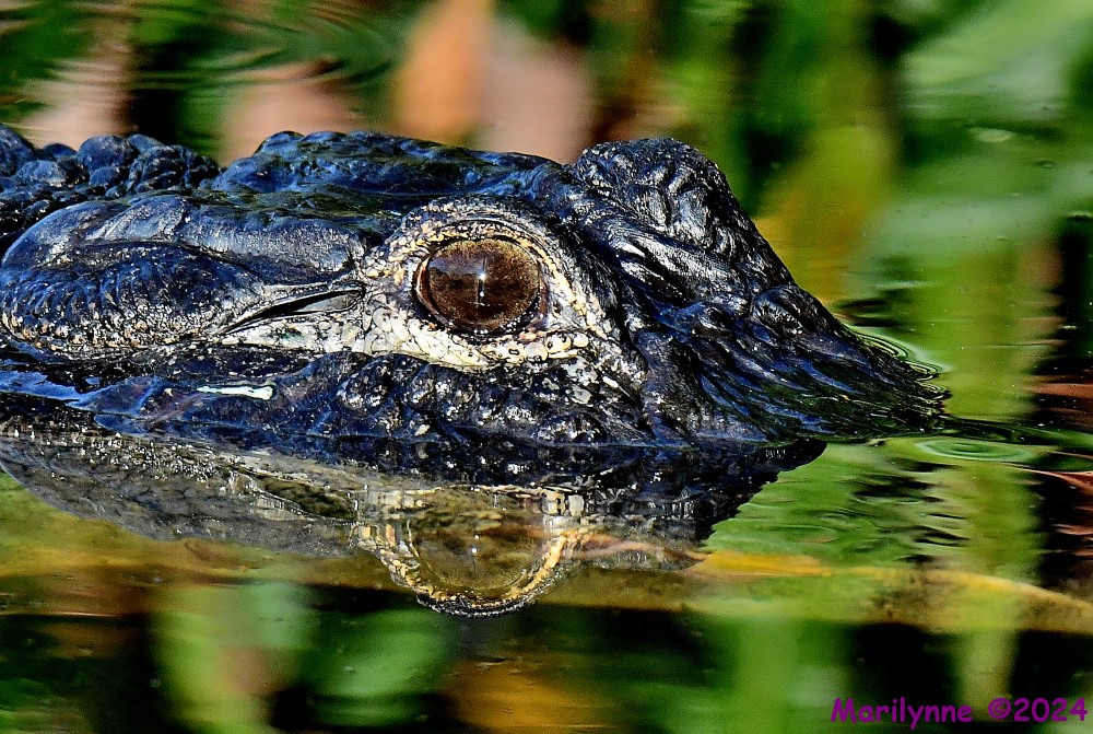 DSC_0993_001.JPG