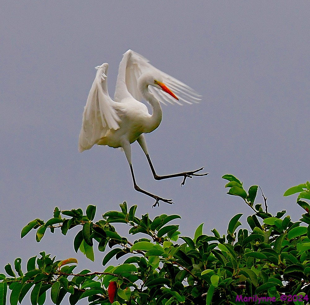 DSC_0994_001.JPG