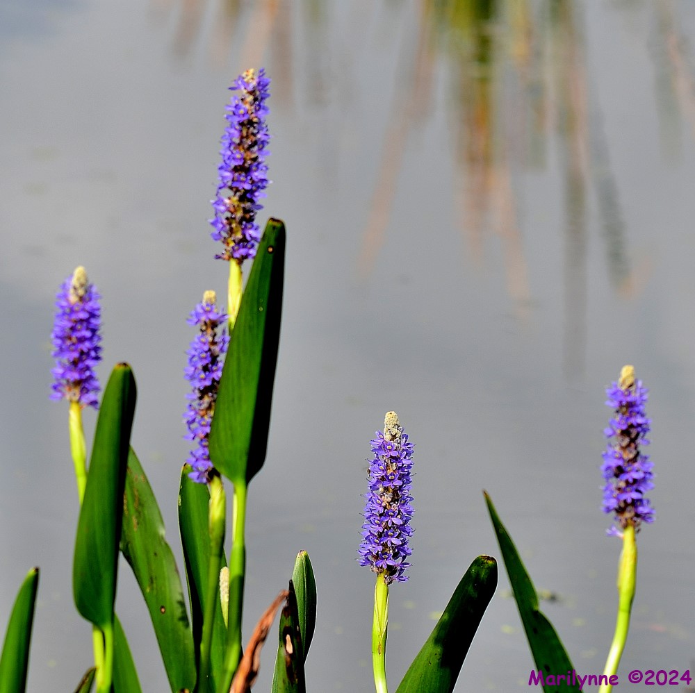 DSC_0995_001.JPG