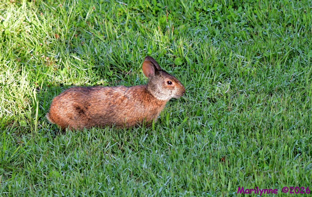 DSC_0995_001.JPG