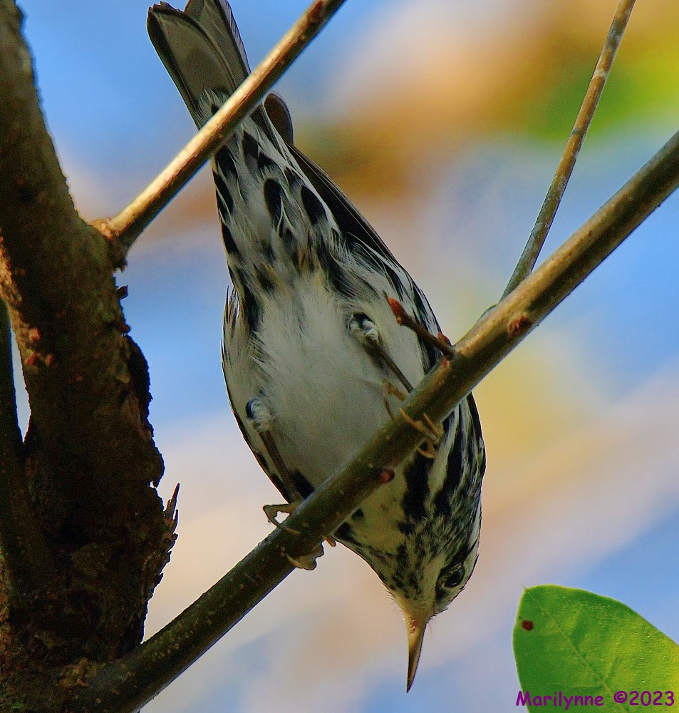 DSC_1001_001.JPG