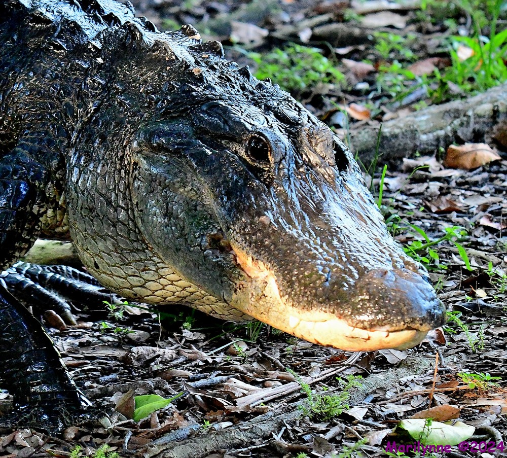 DSC_1002_001.JPG