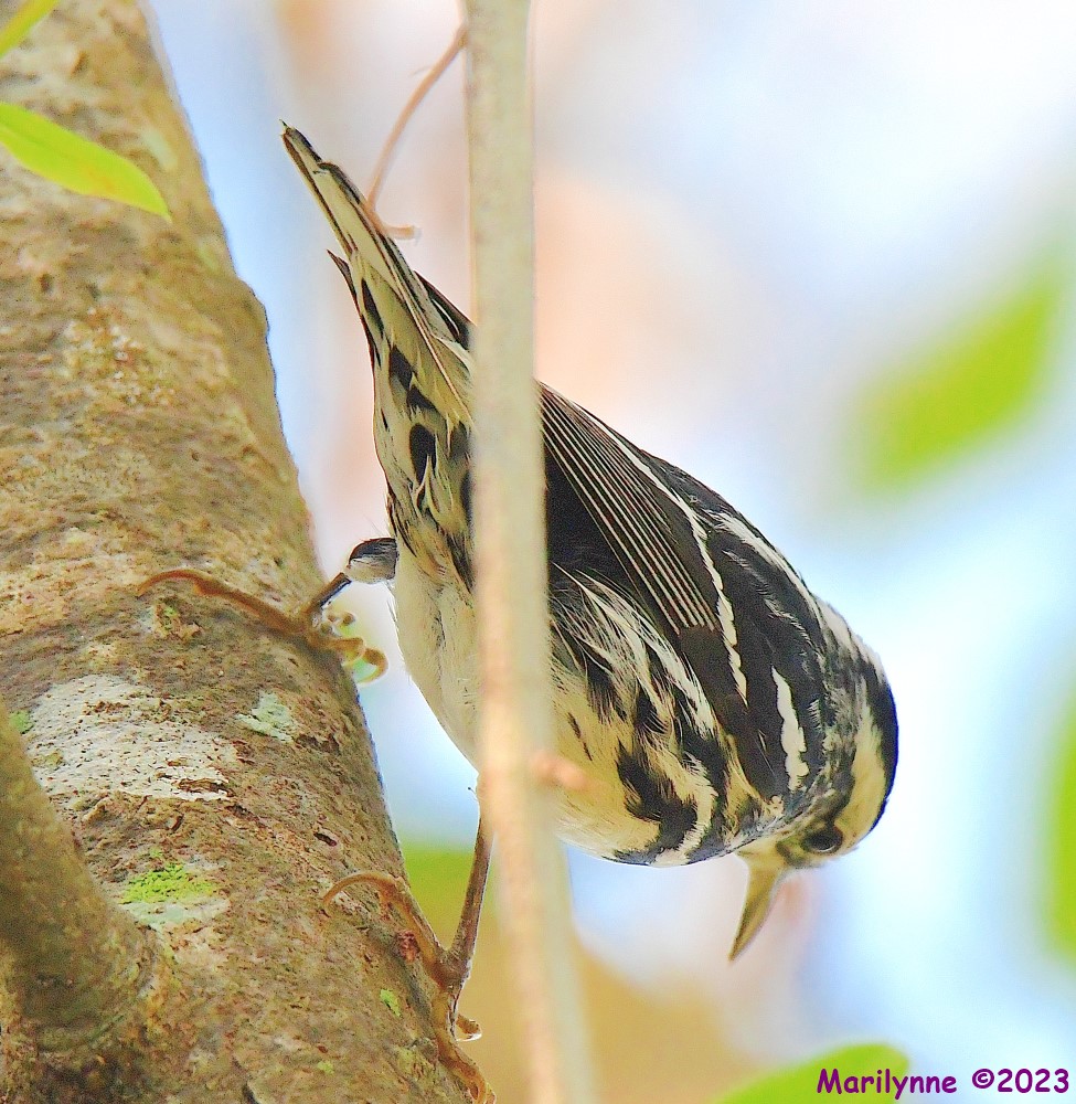 DSC_1003_001.JPG