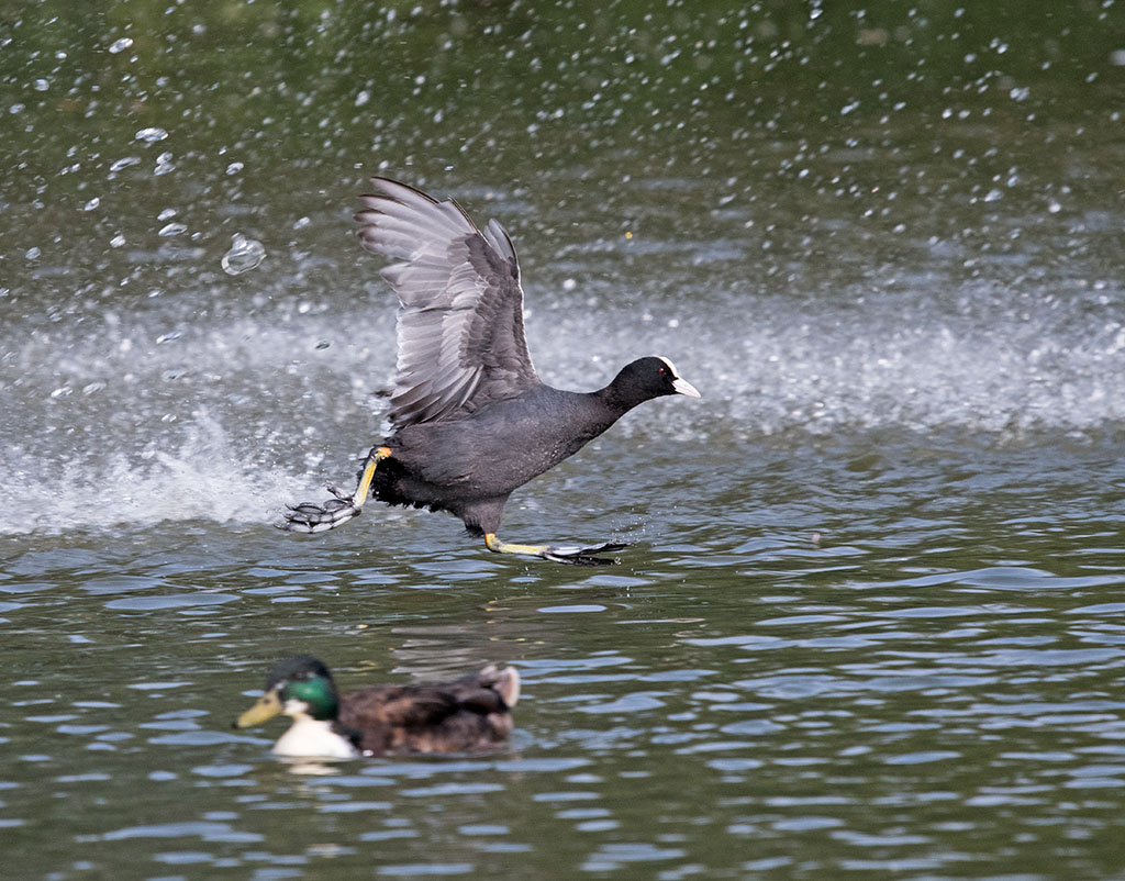 DSC_1004.jpg
