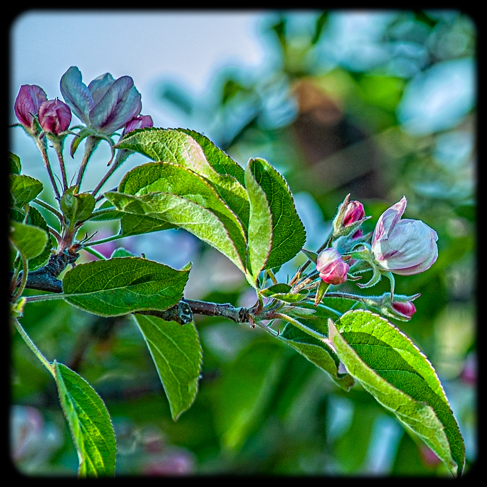 DSC_1005-Edit.jpg