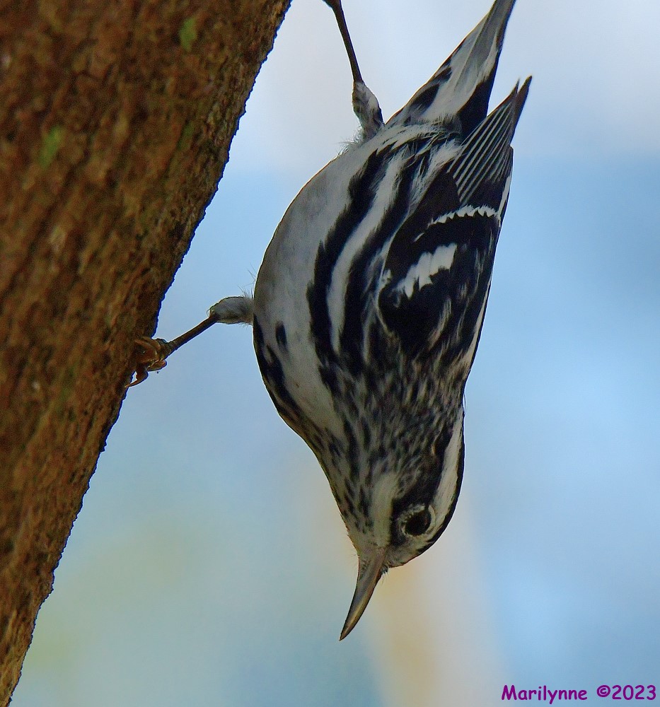 DSC_1005_001.JPG