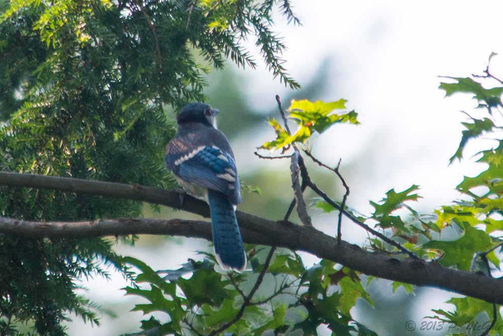 DSC_1009.jpg