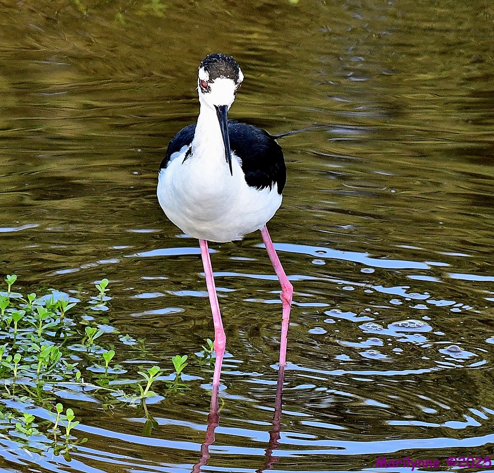 DSC_1010_001.JPG