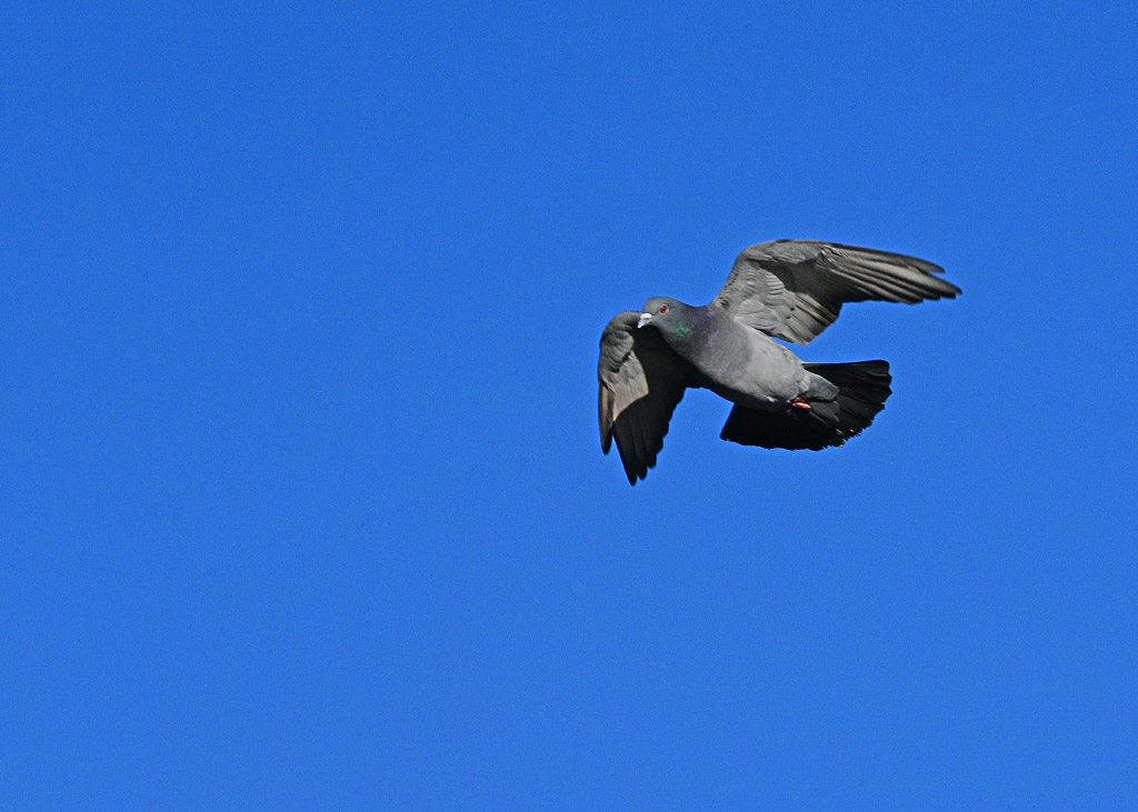 DSC_1012.jpg