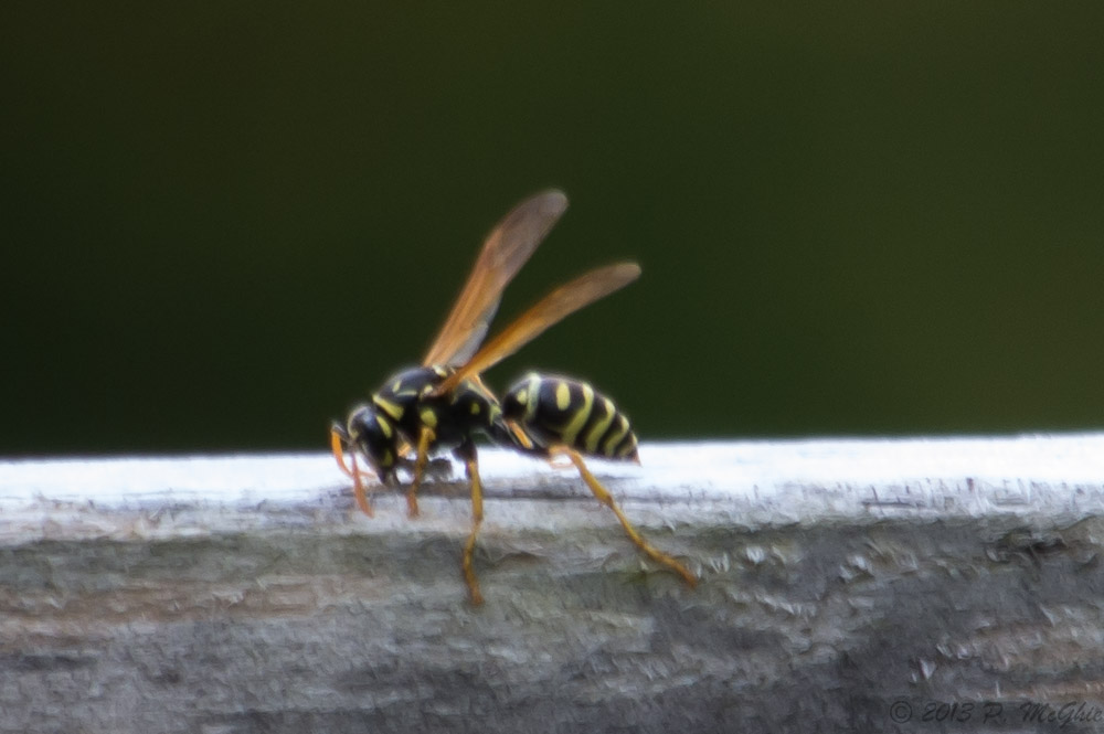 DSC_1014.jpg