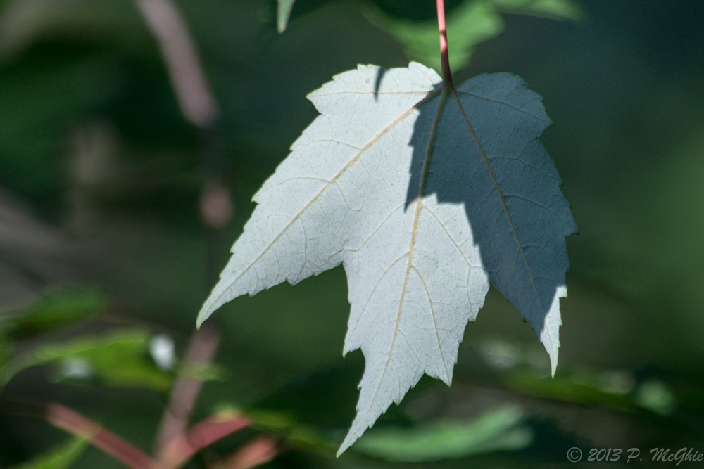 DSC_1015.jpg
