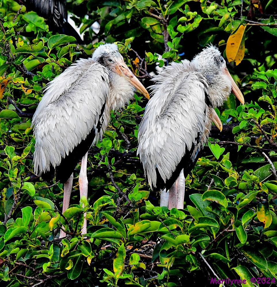 DSC_1015_001.JPG