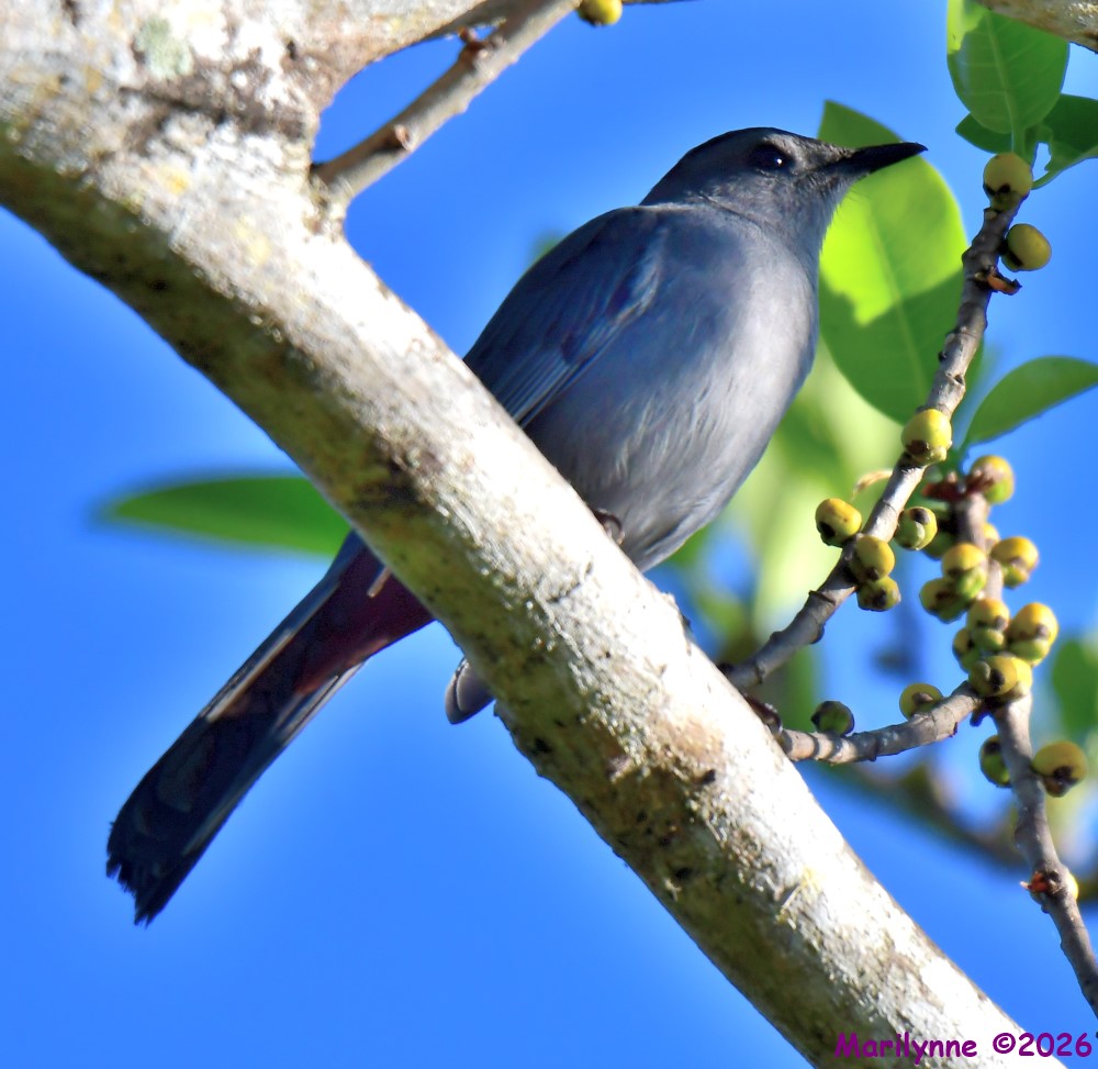DSC_1015_001.JPG
