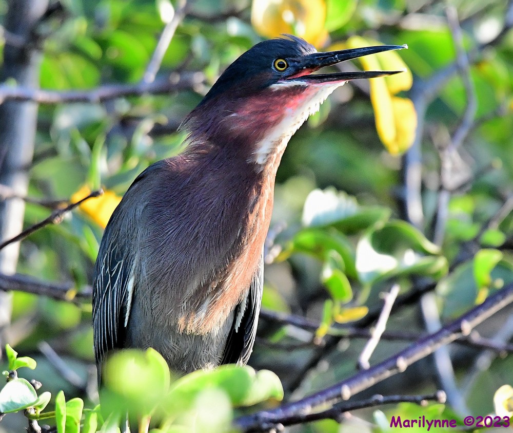 DSC_1016_001.JPG