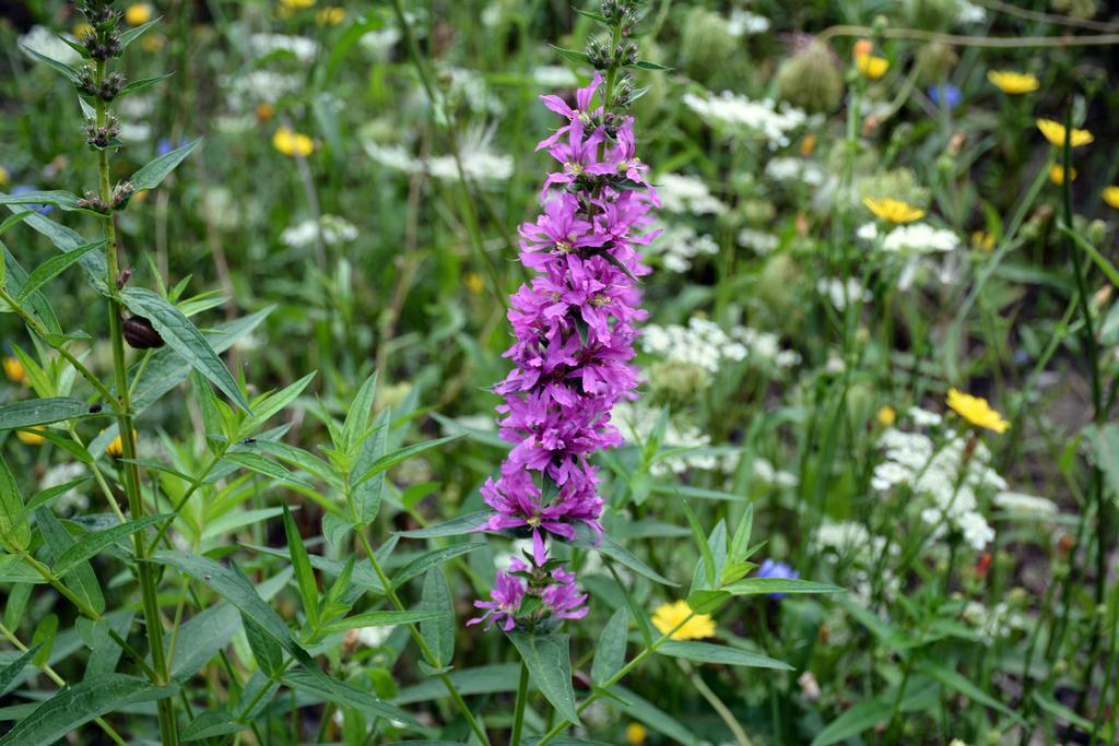 DSC_1017.jpg