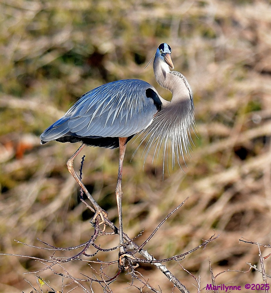 DSC_1017_001.JPG