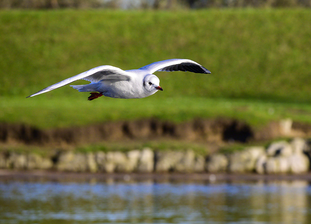 DSC_1020.jpg