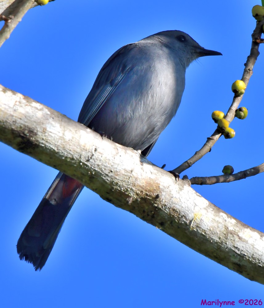 DSC_1020_001.JPG