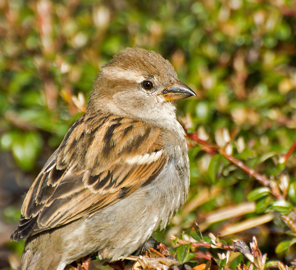 DSC_1021.jpg