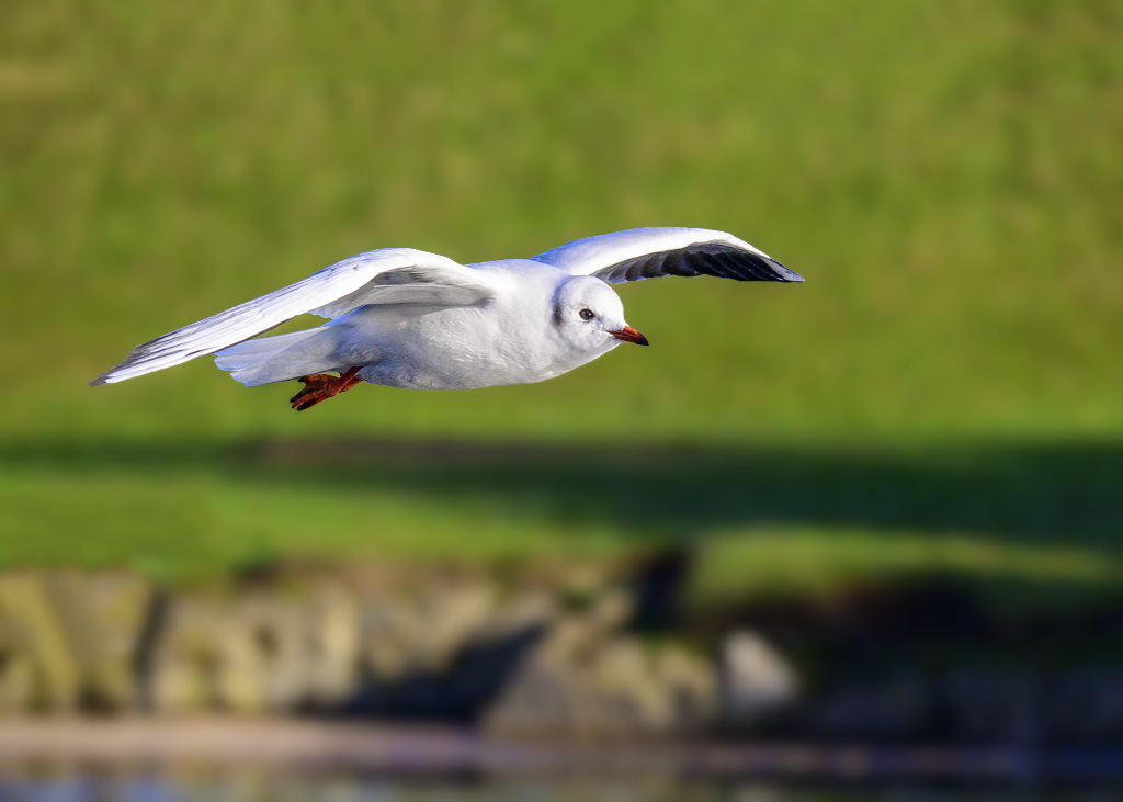 DSC_1021.jpg