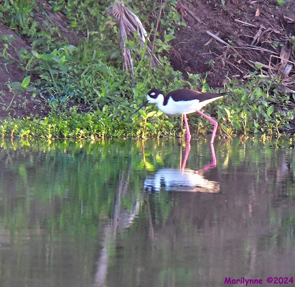DSC_1021_001.JPG