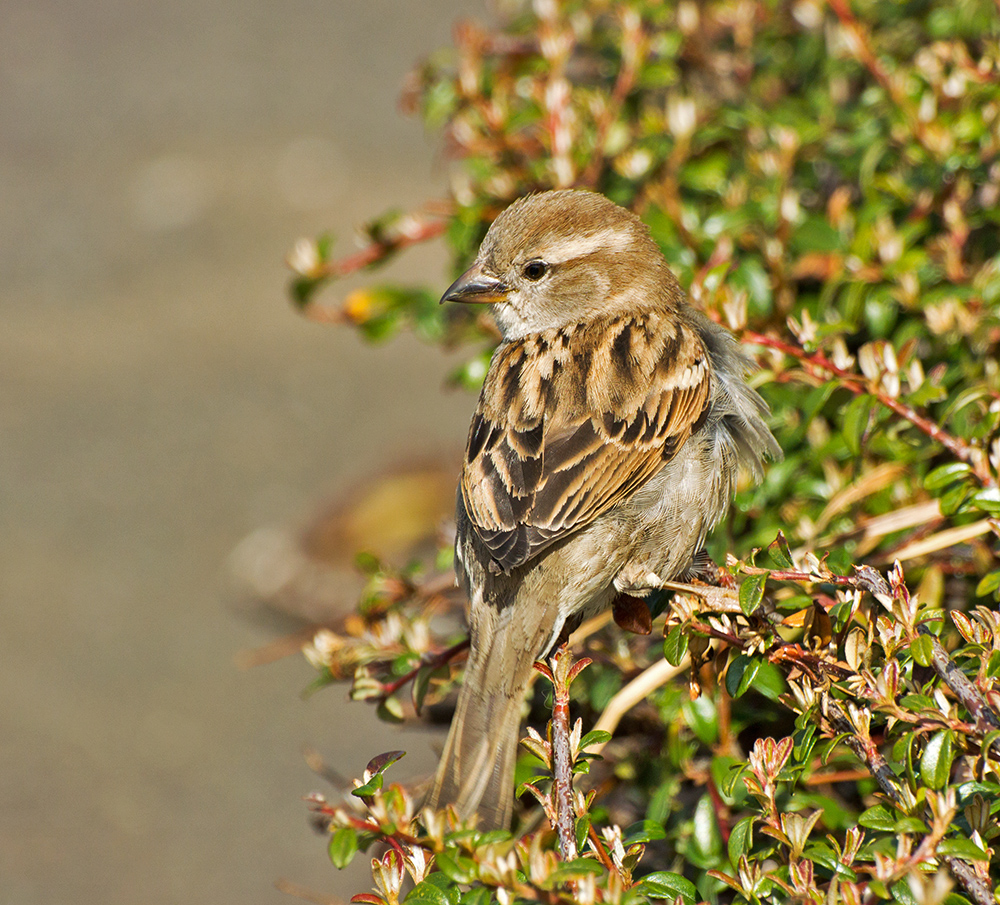 DSC_1024.jpg