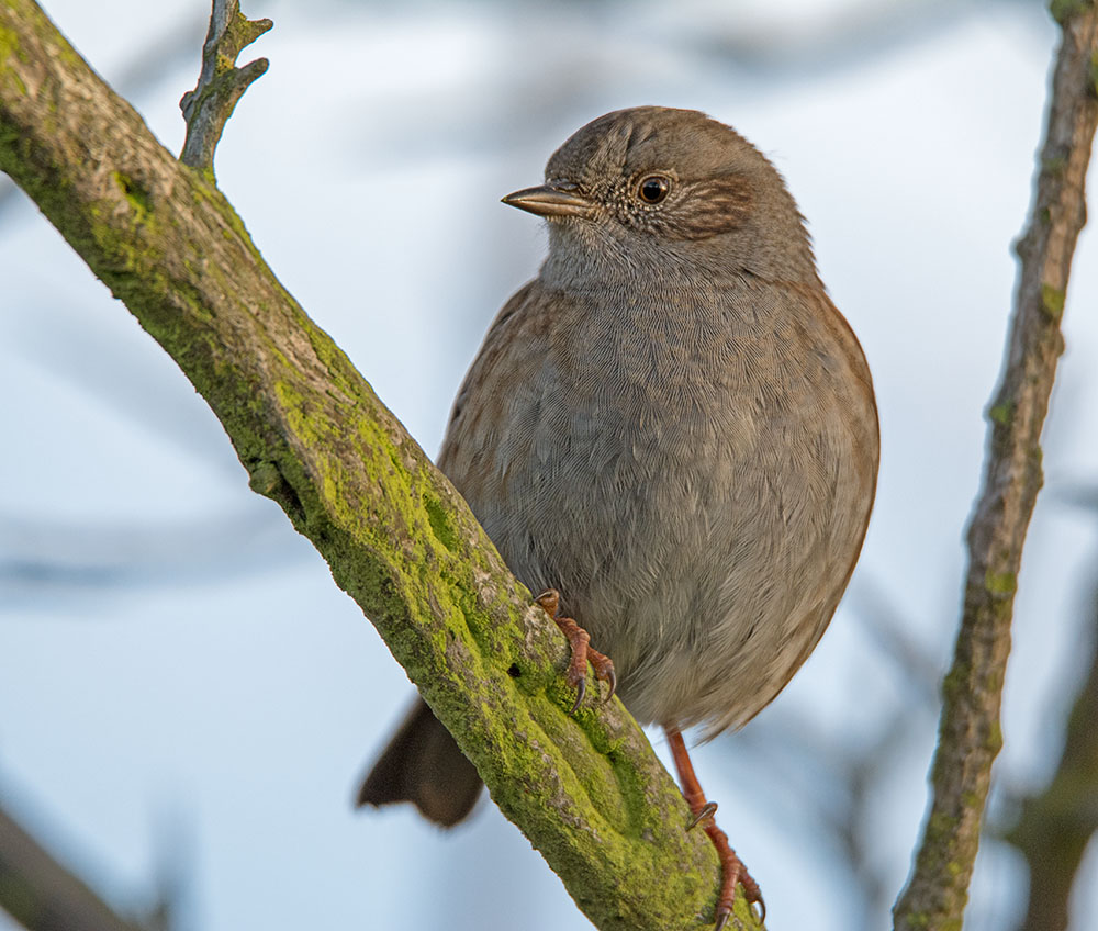 DSC_1031.jpg
