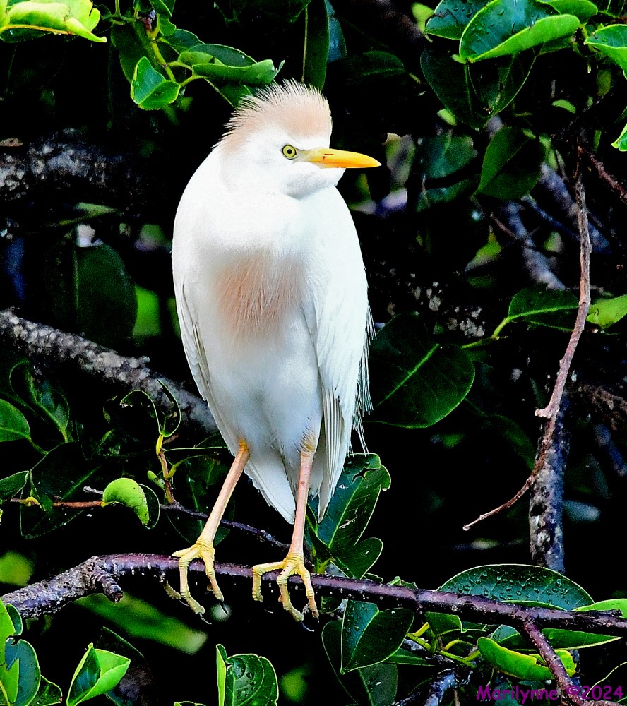 DSC_1031_001.JPG