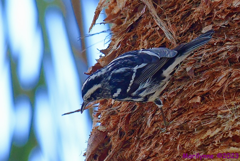 DSC_1032_001.JPG