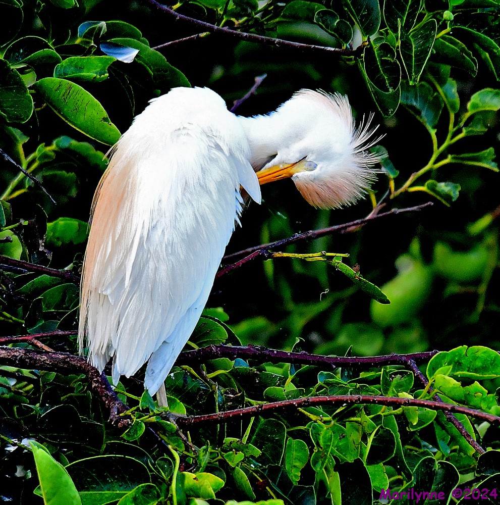 DSC_1034_001.JPG