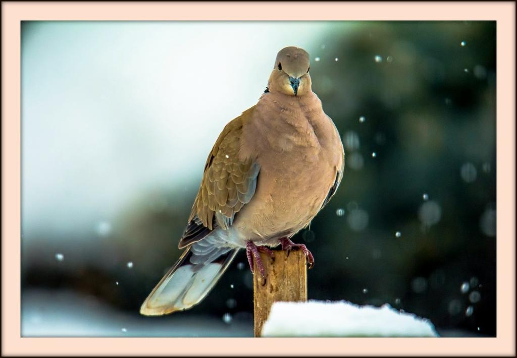 DSC_1035.jpg