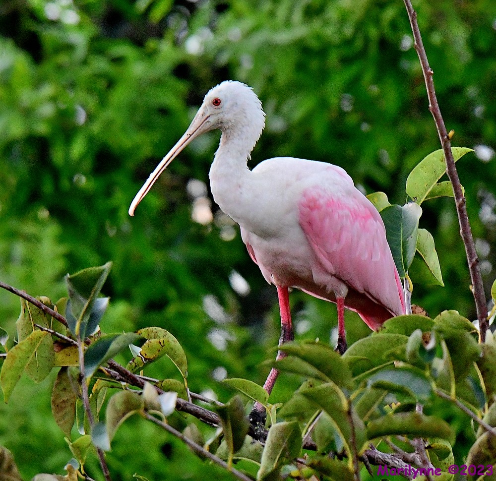 DSC_1037_001.JPG