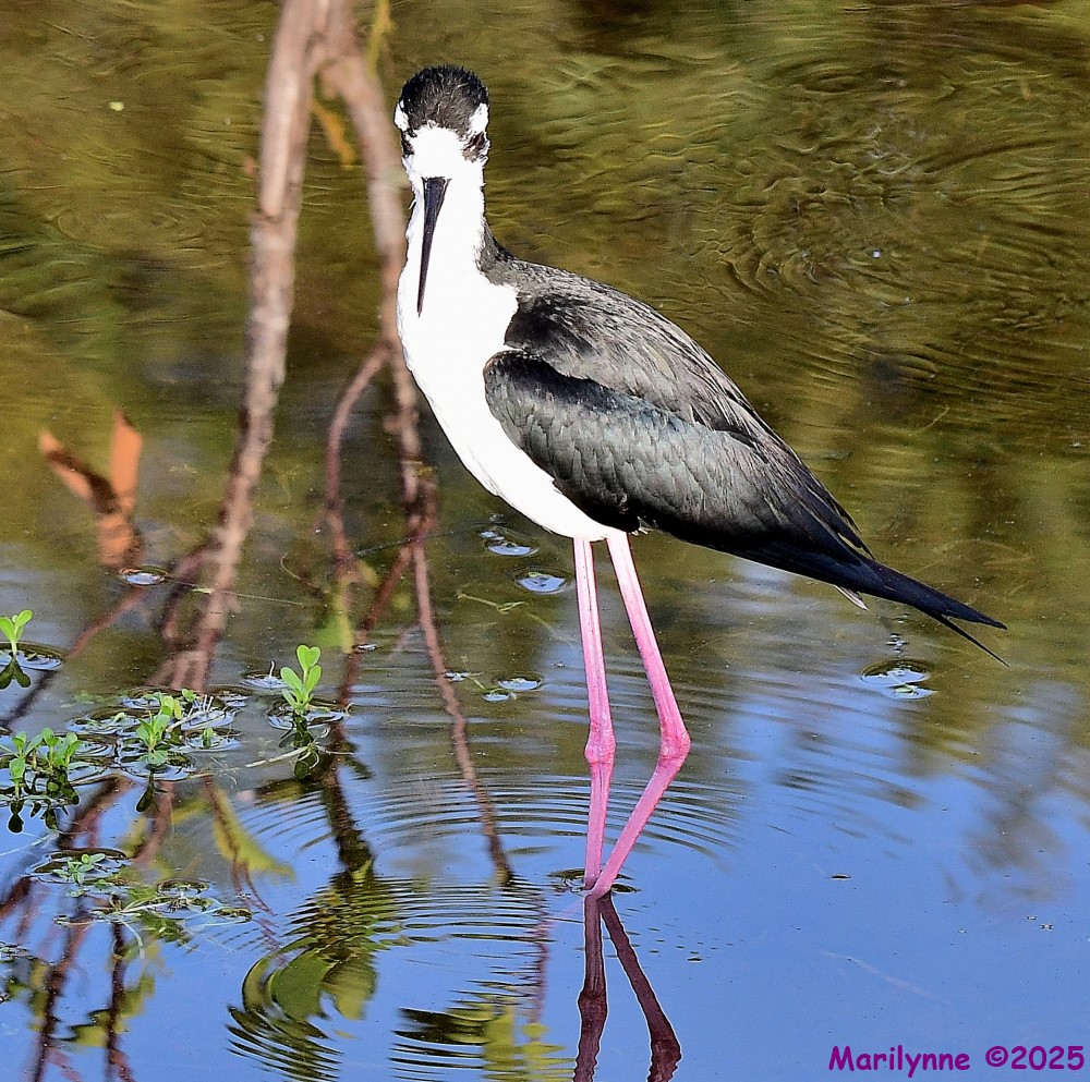DSC_1037_001.JPG
