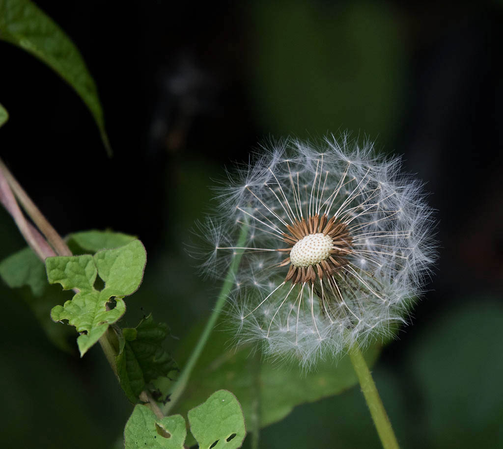 dsc_1037_34946884983_o.jpg