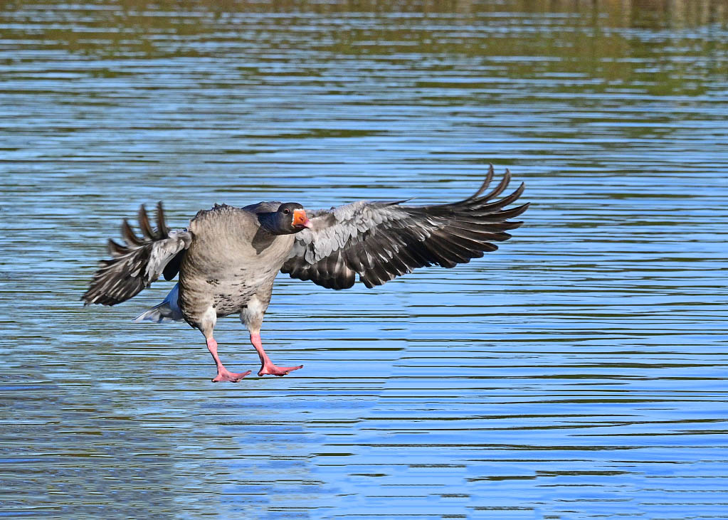 DSC_1038.jpg