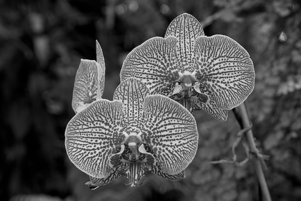 DSC_1039 (1).jpg