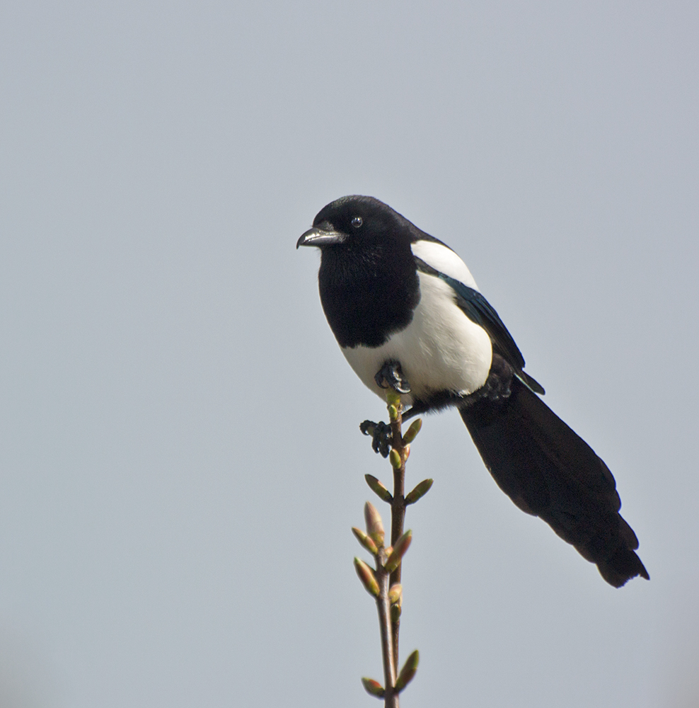 DSC_1041.jpg