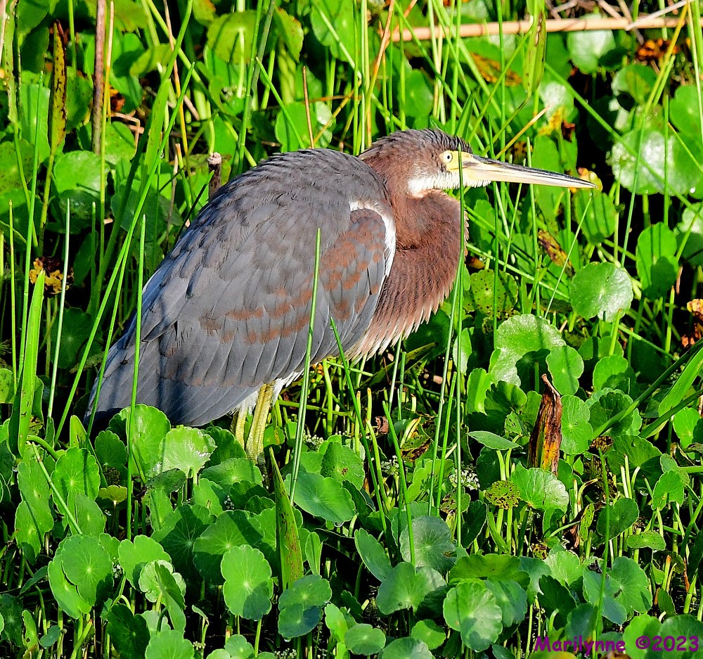 DSC_1043_001.JPG