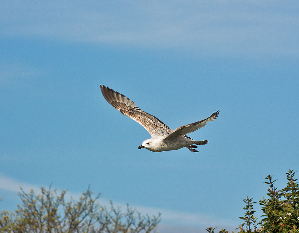 DSC_1044.jpg