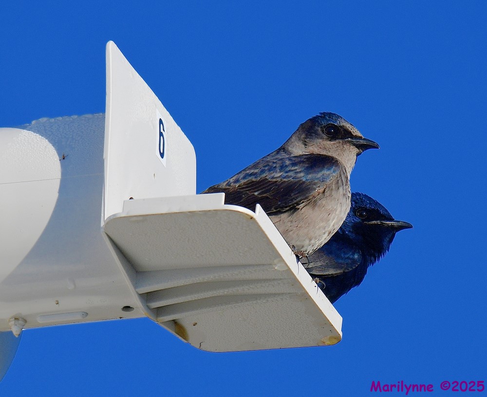 DSC_1046_001.JPG
