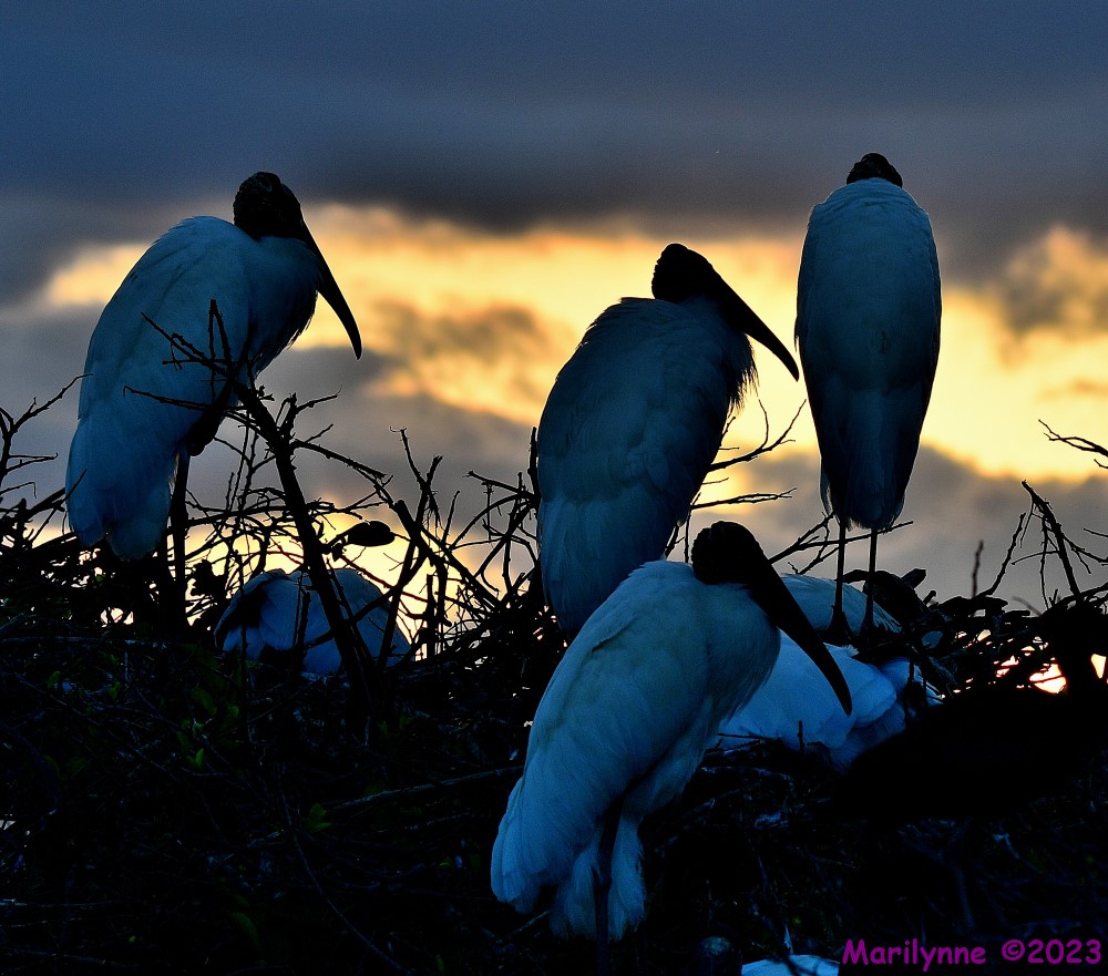 DSC_1048_001.JPG
