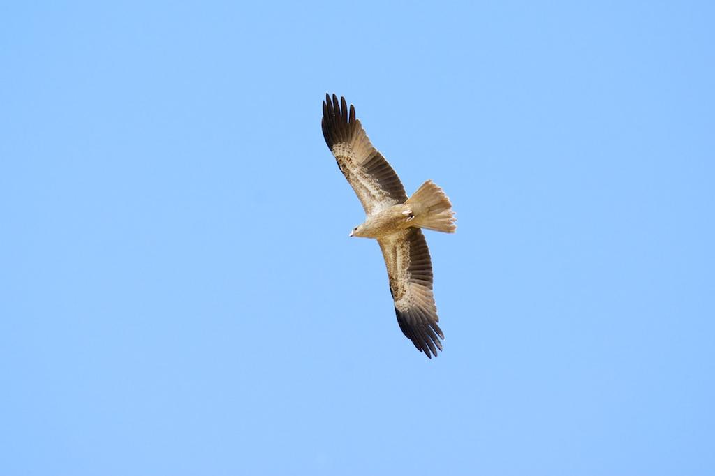 DSC_1050.jpg