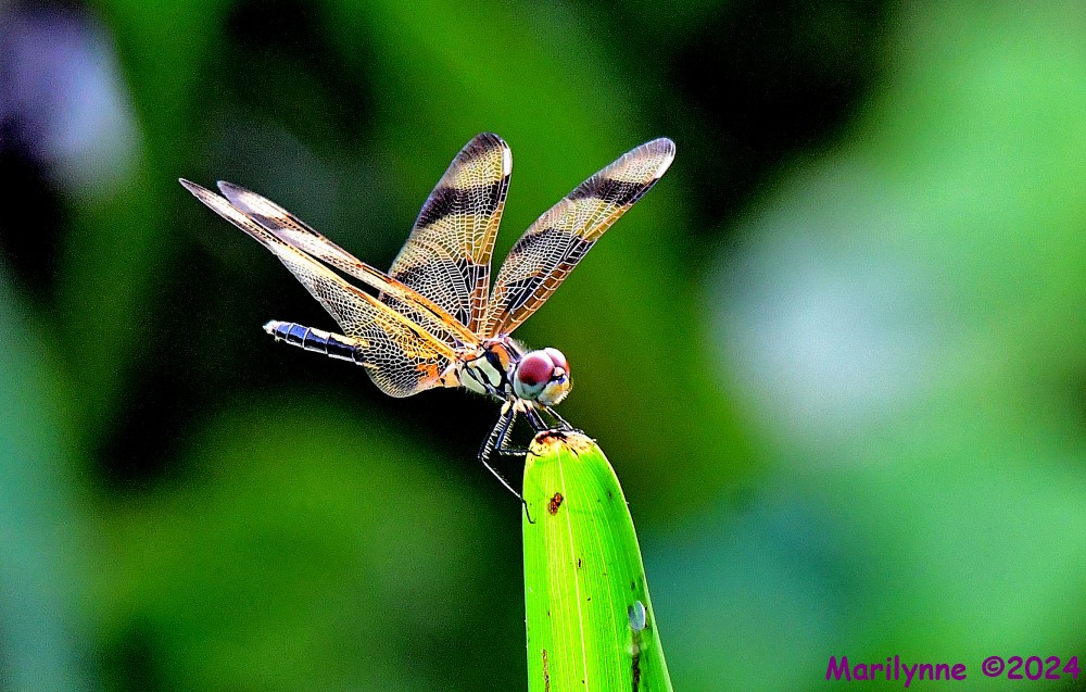 DSC_1050_001.JPG