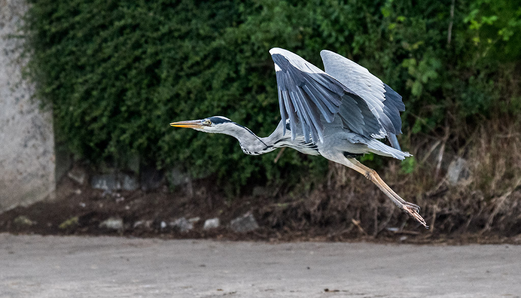 DSC_1051.jpg