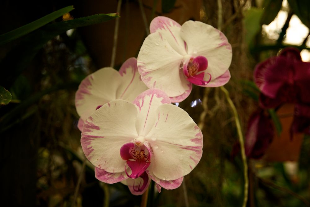 DSC_1051.jpg
