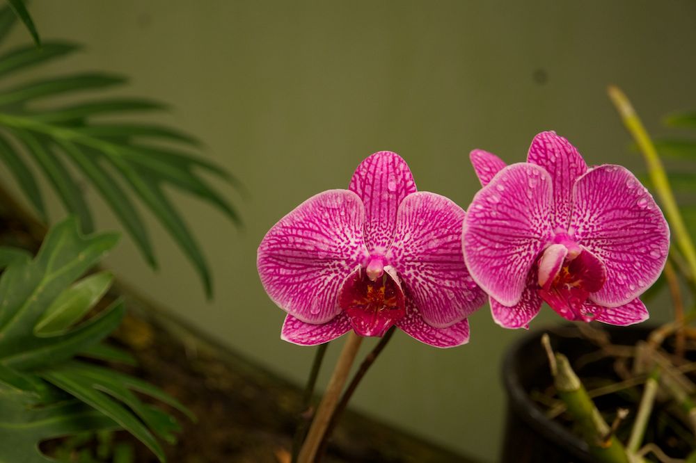 DSC_1052.jpg