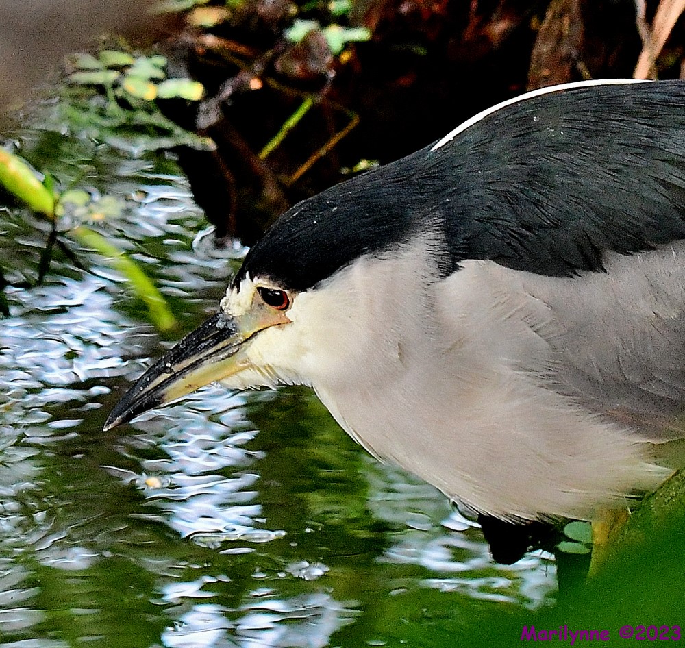 DSC_1053_001.JPG