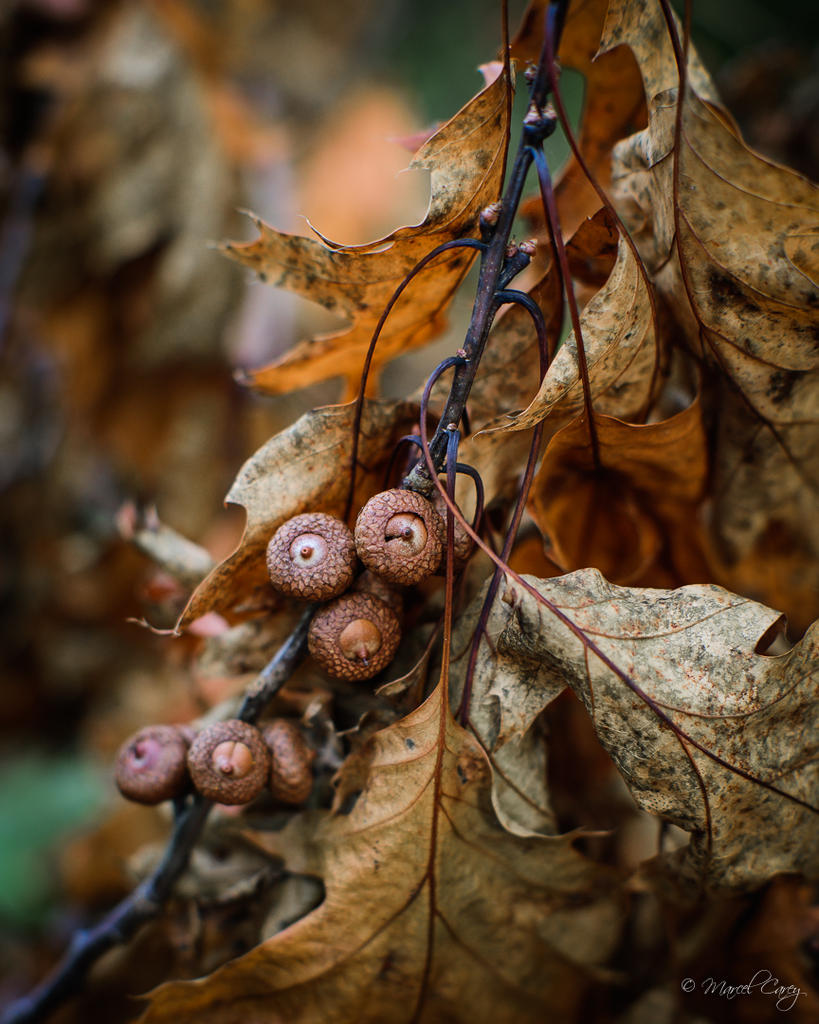 DSC_1055.jpg