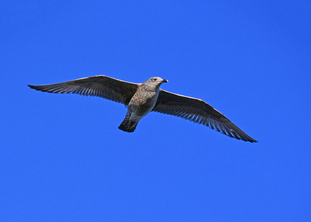 DSC_1055.jpg